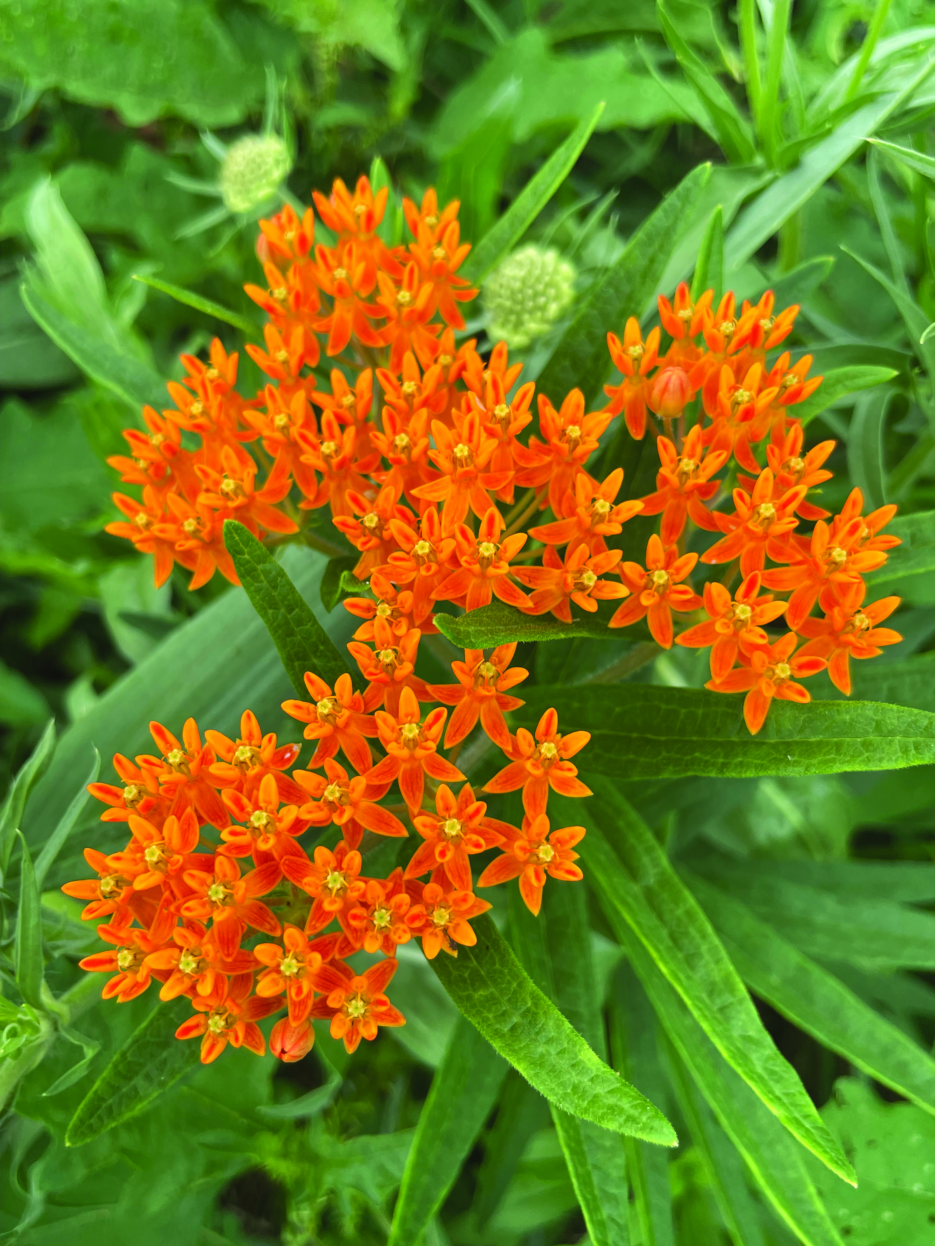Native Plants for Cut Flower Farming and Floral Production in Louisiana: A Booming Blossom Business in the Bayou State